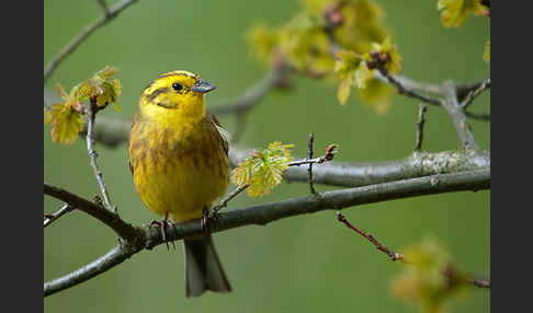 Goldammer (Emberiza citrinella)