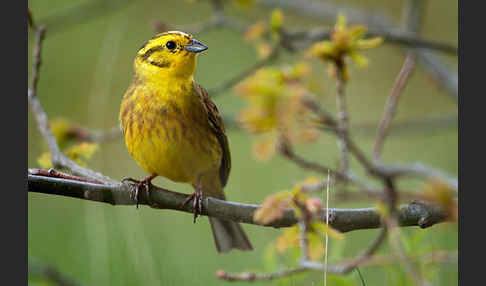 Goldammer (Emberiza citrinella)