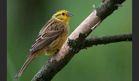 Goldammer (Emberiza citrinella)