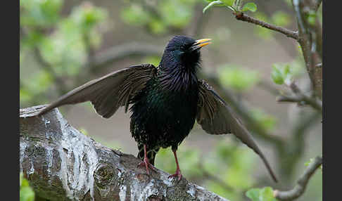 Star (Sturnus vulgaris)