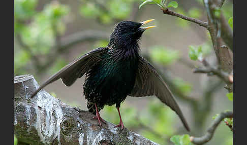 Star (Sturnus vulgaris)