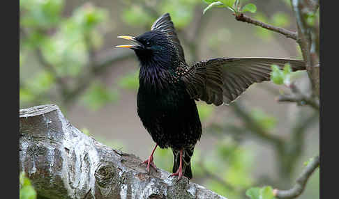 Star (Sturnus vulgaris)