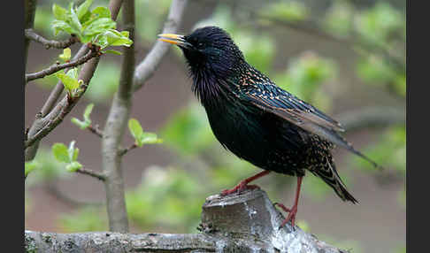 Star (Sturnus vulgaris)