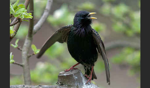 Star (Sturnus vulgaris)