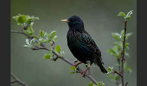 Star (Sturnus vulgaris)