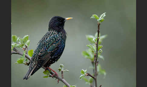 Star (Sturnus vulgaris)