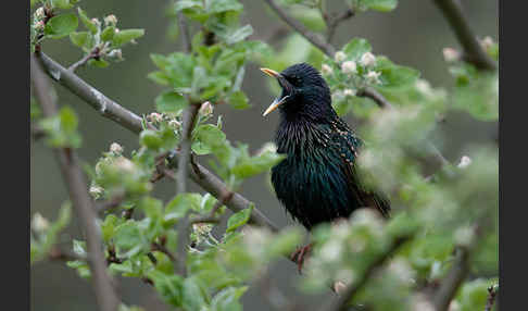 Star (Sturnus vulgaris)