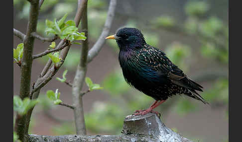 Star (Sturnus vulgaris)