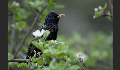 Star (Sturnus vulgaris)