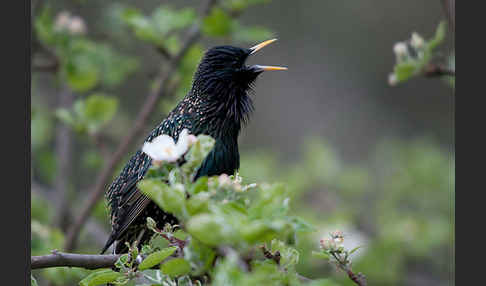 Star (Sturnus vulgaris)