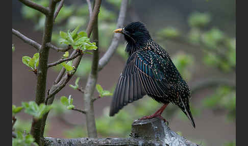 Star (Sturnus vulgaris)