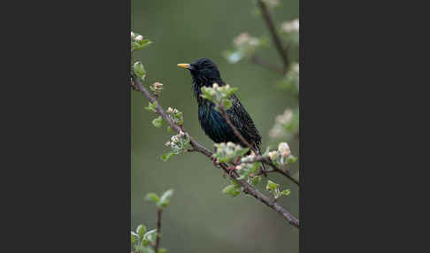 Star (Sturnus vulgaris)