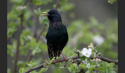 Star (Sturnus vulgaris)