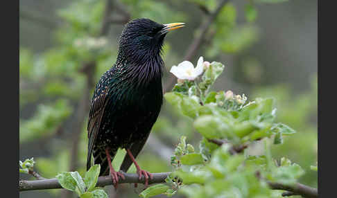 Star (Sturnus vulgaris)