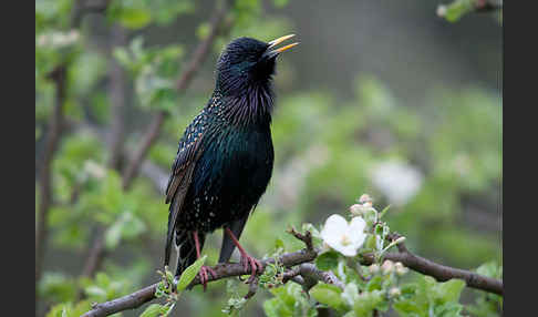 Star (Sturnus vulgaris)