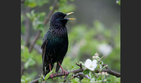 Star (Sturnus vulgaris)