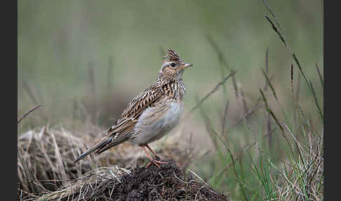 Feldlerche (Alauda arvensis)