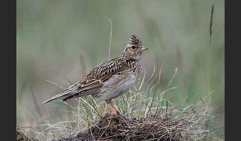 Feldlerche (Alauda arvensis)