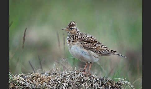 Feldlerche (Alauda arvensis)