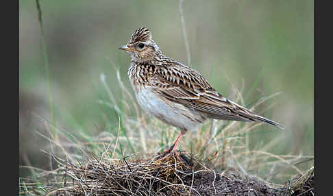 Feldlerche (Alauda arvensis)