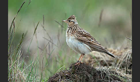 Feldlerche (Alauda arvensis)