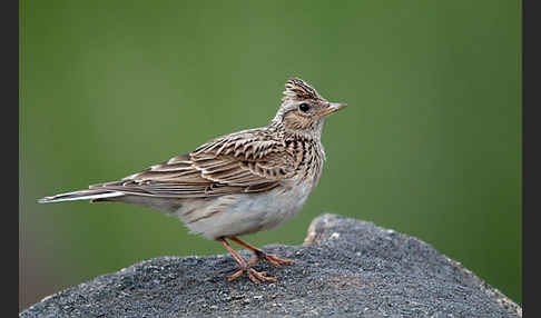 Feldlerche (Alauda arvensis)