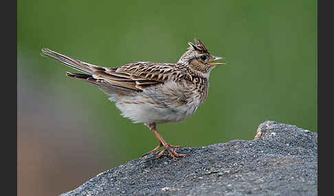 Feldlerche (Alauda arvensis)