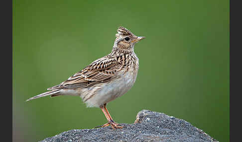 Feldlerche (Alauda arvensis)