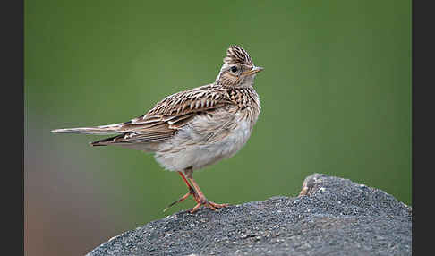 Feldlerche (Alauda arvensis)