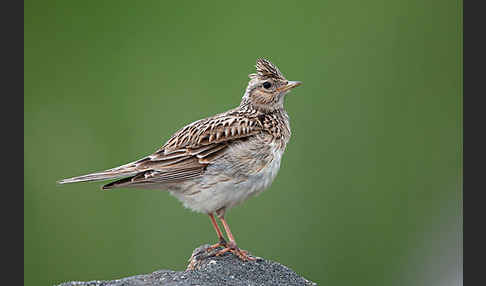 Feldlerche (Alauda arvensis)