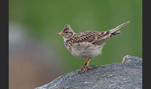 Feldlerche (Alauda arvensis)