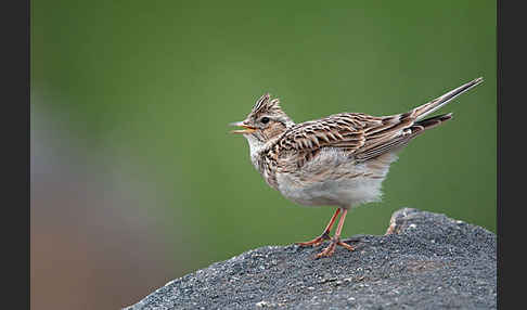 Feldlerche (Alauda arvensis)