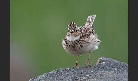 Feldlerche (Alauda arvensis)