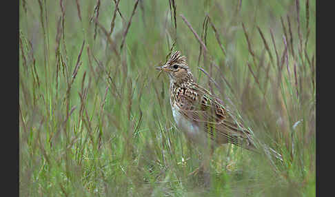 Feldlerche (Alauda arvensis)