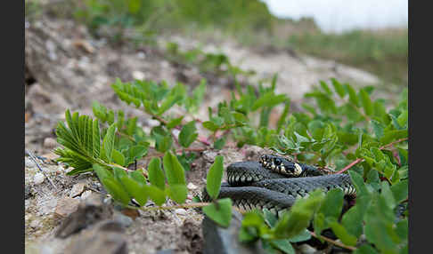 Ringelnatter (Natrix natrix)