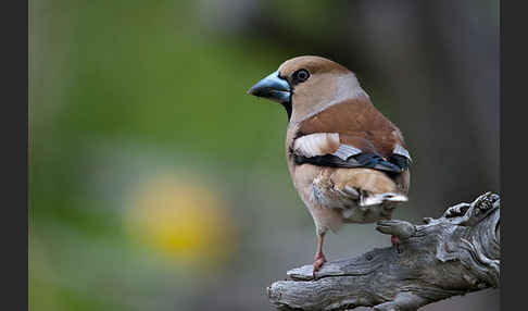 Kernbeißer (Coccothraustes coccothraustes)