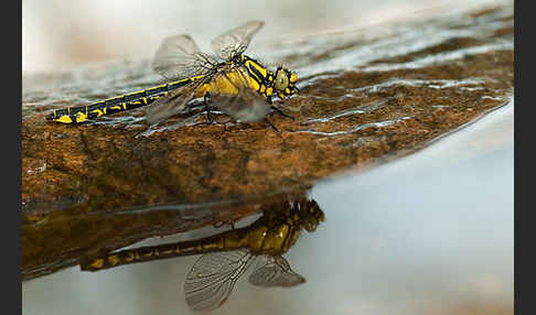 Gemeine Keiljungfer (Gomphus vulgatissimus)