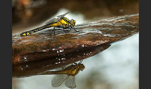 Gemeine Keiljungfer (Gomphus vulgatissimus)