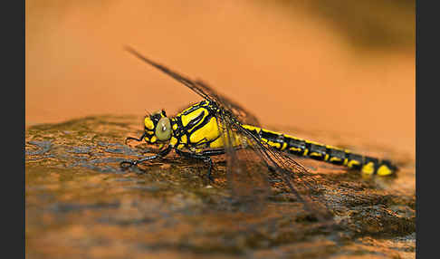 Gemeine Keiljungfer (Gomphus vulgatissimus)