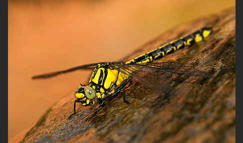 Gemeine Keiljungfer (Gomphus vulgatissimus)