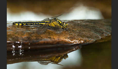 Gemeine Keiljungfer (Gomphus vulgatissimus)