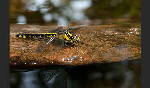 Gemeine Keiljungfer (Gomphus vulgatissimus)