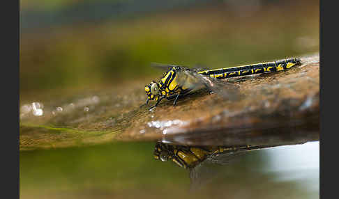 Gemeine Keiljungfer (Gomphus vulgatissimus)