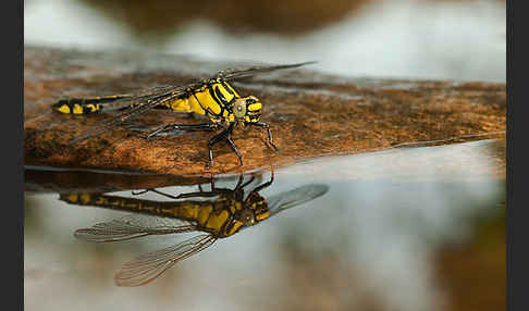 Gemeine Keiljungfer (Gomphus vulgatissimus)