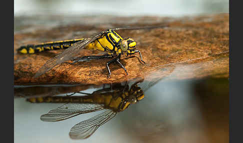 Gemeine Keiljungfer (Gomphus vulgatissimus)