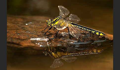 Gemeine Keiljungfer (Gomphus vulgatissimus)