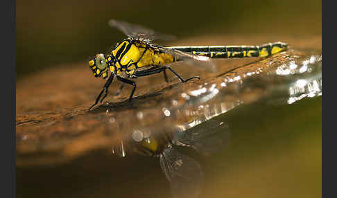 Gemeine Keiljungfer (Gomphus vulgatissimus)