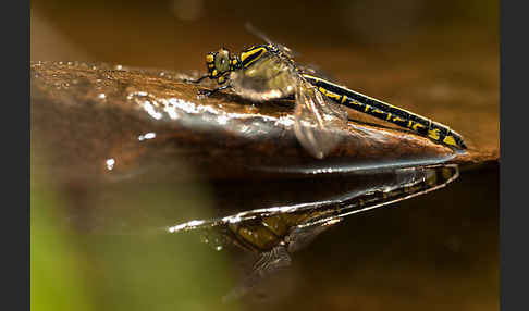 Gemeine Keiljungfer (Gomphus vulgatissimus)