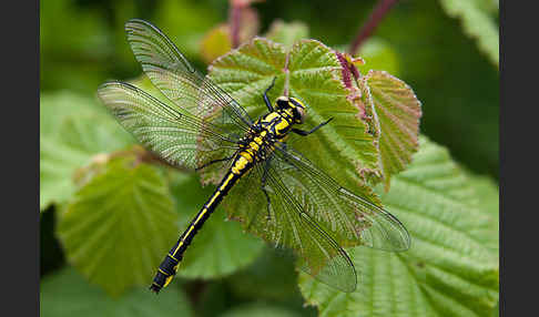 Gemeine Keiljungfer (Gomphus vulgatissimus)