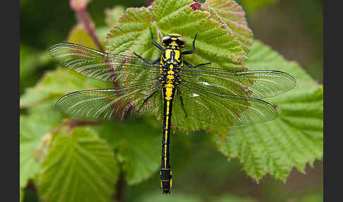 Gemeine Keiljungfer (Gomphus vulgatissimus)